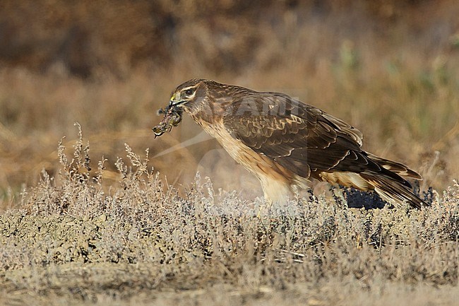 First-winter Northern Harrier, Circus hudsonius) feeding on prey in Riverside County, California, USA, during winter. stock-image by Agami/Brian E Small,