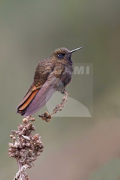 Birds of Peru, a Black Metaltail stock-image by Agami/Dubi Shapiro,
