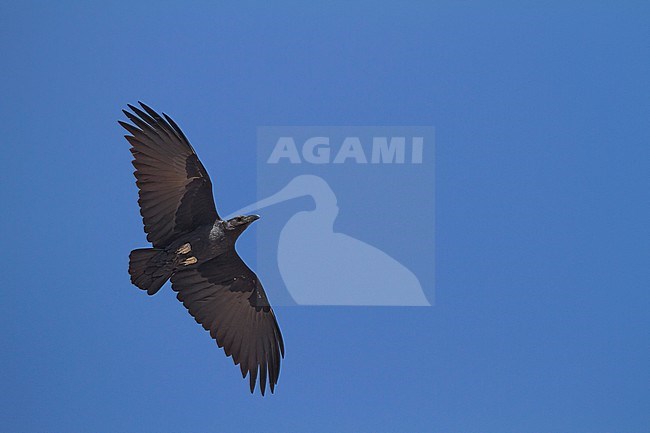 Fan-tailed Raven - Borstenrabe - Corvus rhipidurus, Oman stock-image by Agami/Ralph Martin,