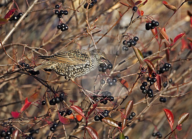 Common Starling eating berries; Spreeuw bessen etend stock-image by Agami/Markus Varesvuo,