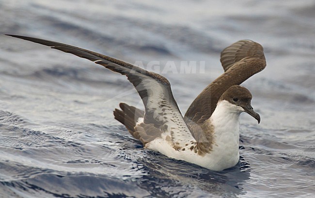 Zwemmende Grote Pijlstormvogel; Swimming Great Shearwater stock-image by Agami/Daniele Occhiato,