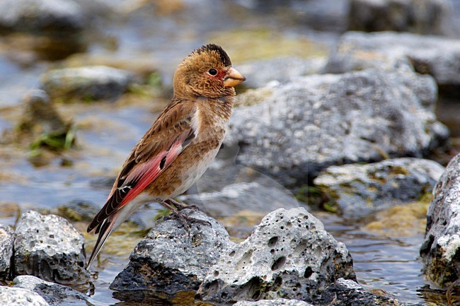 Mannetje Rode Bergvink in berg beekje, Male Asian Crimson-winged Finch in small stream stock-image by Agami/Daniele Occhiato,