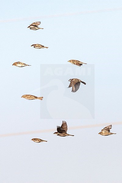 Flock of Spanish Sparrows (Passer hispaniolensis) during spring migration in southern negev, Israel. stock-image by Agami/Marc Guyt,