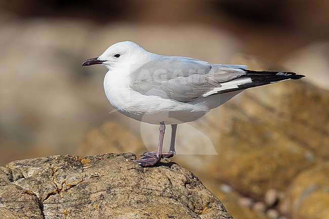 Hartlaub's Gull (Chroicocephalus hartlaubii), side view of an adult standing on a rock, Western Cape, South Africa stock-image by Agami/Saverio Gatto,