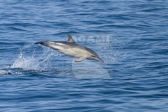 Common dolphin (Delphinus delphis), jumping, with the sea as background. stock-image by Agami/Sylvain Reyt,