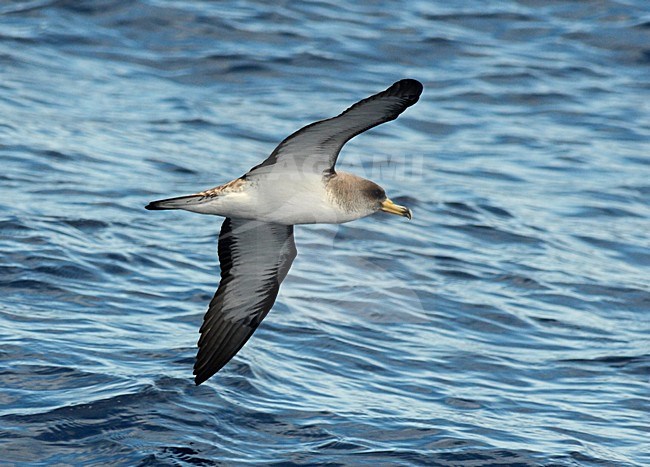 Kuhls Pijlstormvogel, vliegend boven de Atlantische oceaan; Coryâ€™s Shearwater flying above the Altlantic ocean stock-image by Agami/Laurens Steijn,