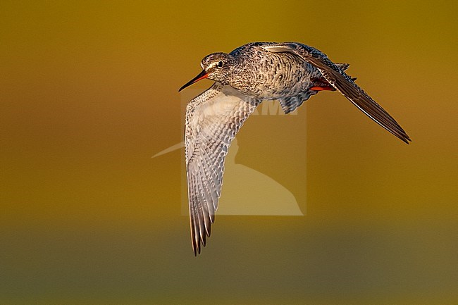 Spotted Redshank, Tringa erythropus, in Italy. stock-image by Agami/Daniele Occhiato,