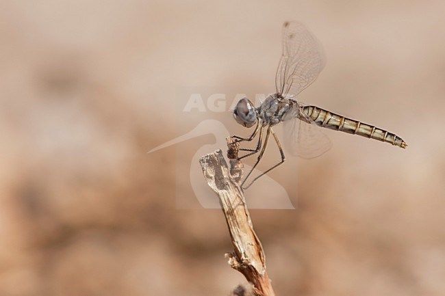 Imago Windvaantje; Adult Black Pennant; stock-image by Agami/Fazal Sardar,