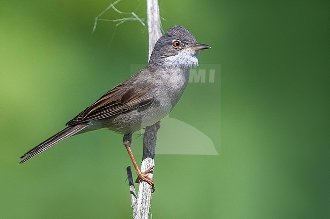 Grasmus ssp rubicola; Common Whitethroat; Sylvia communis rubicola stock-image by Agami/Daniele Occhiato,