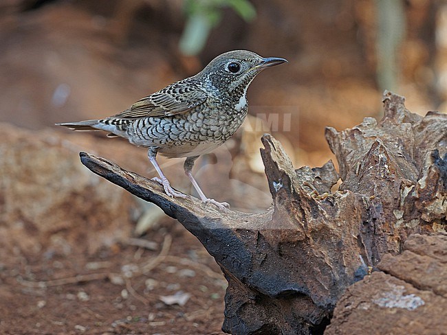 White-throated Rock-thrush, Monticola gularis, female. stock-image by Agami/James Eaton,