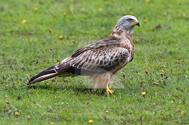 Rode Wouw zittend; Red Kite perched stock-image by Agami/Hans Germeraad,