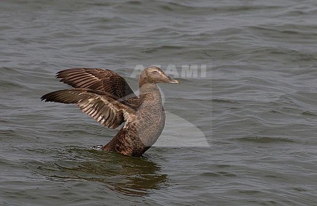 First winter female Common Eider (Somateria mollissima) spreading wings and showing juvenile flight feathers and under side.  Dark breast typical for identifying it as a female. stock-image by Agami/Edwin Winkel,