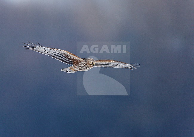 Female Hen Harrier (Circus cyaneus) in flight against a blue background in Limburg, Netherlands. stock-image by Agami/Ran Schols,