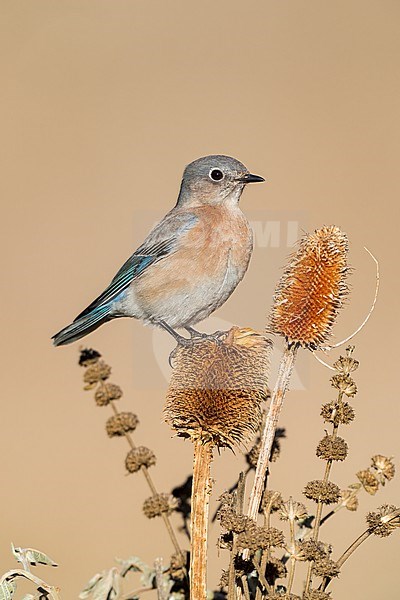 Adult female
Santa Barbara Co., CA
November 2022 stock-image by Agami/Brian E Small,