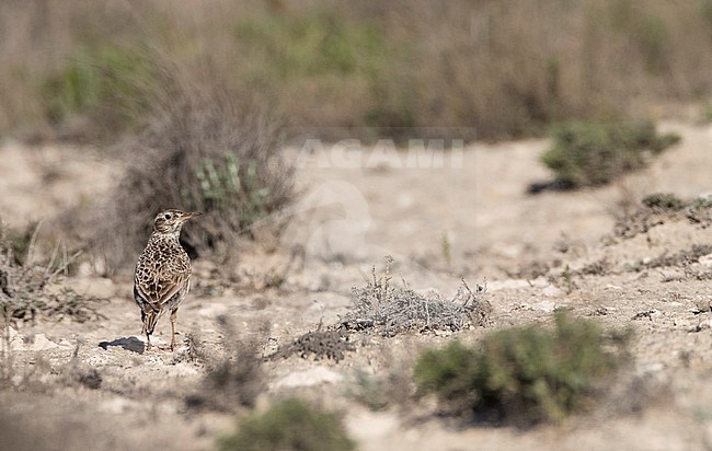 Dupont's Lark (Chersophilus duponti duponti) in Spanish steppes. stock-image by Agami/Marc Guyt,