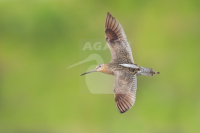 Adult in transition to breeding
Galveston Co., TX
May 2023 stock-image by Agami/Brian E Small,