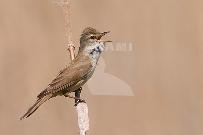 Grote Karekiet zingend; Great Reed Warbler singing stock-image by Agami/Han Bouwmeester,