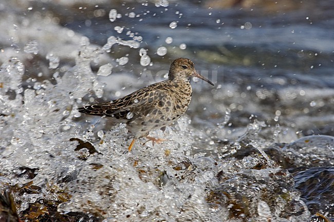 Ruff standing in the surf; Kemphaan staand in de branding stock-image by Agami/Jari Peltomäki,