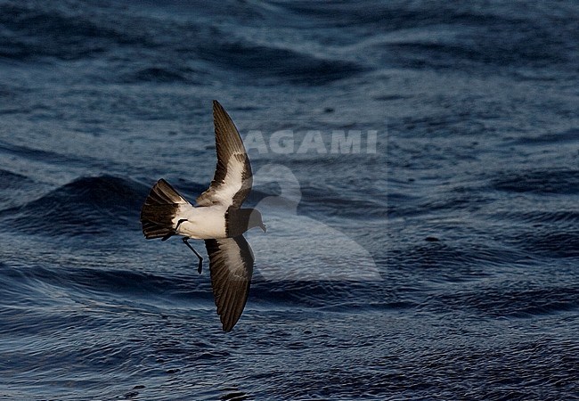 White-bellied Storm Petrel (Fregetta grallaria) off Tristan da Cunha stock-image by Agami/Marc Guyt,