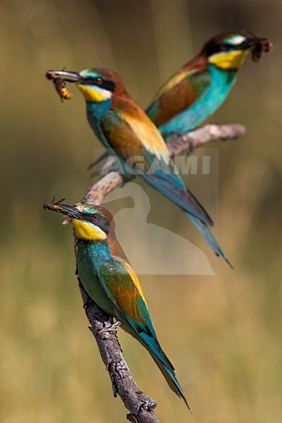 Bijeneters met prooi, European Bee-eaters with prey stock-image by Agami/Daniele Occhiato,