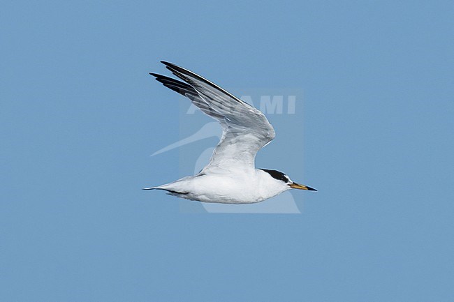 Saunders's Tern (Sternula saundersi) taken the 23/02/2023 at Bar al Hikman - Oman. stock-image by Agami/Nicolas Bastide,