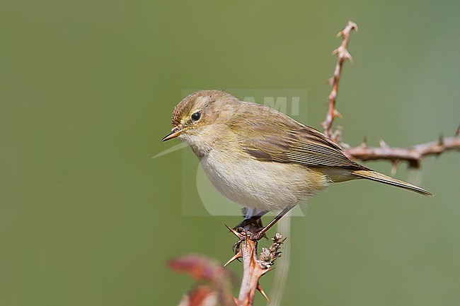 Common Chiffchaff - Zilpzalp - Phylloscopus collybita ssp. collybita, Germany stock-image by Agami/Ralph Martin,