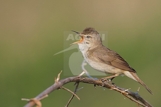 Struikrietzanger zingend op tak; Blyths Reed Warbler singing on branch stock-image by Agami/Ralph Martin,