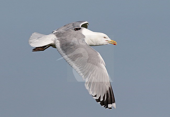 Caspian Gull, Larus cachinnans, wearing a transmitter on its back for research stock-image by Agami/Renate Visscher,