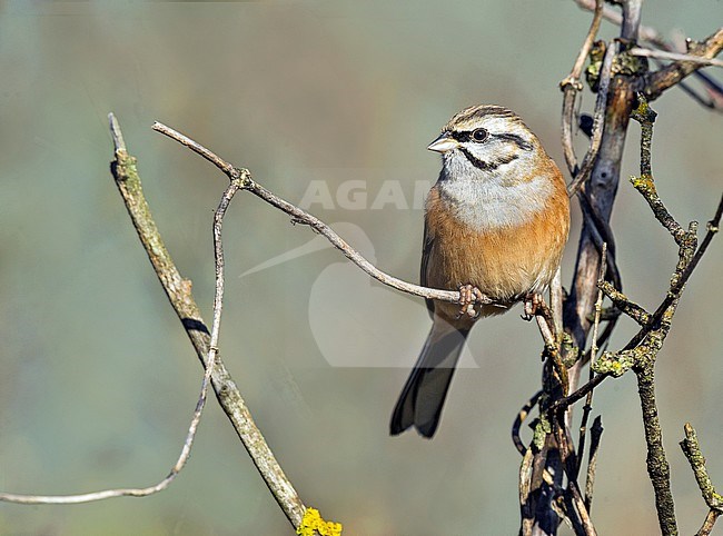 Adult male Rock Bunting (Emberiza cia) in Italy during autumn. stock-image by Agami/Alain Ghignone,