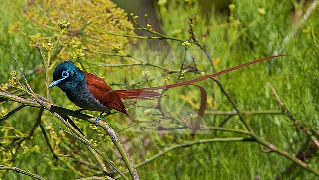 Mannetje Afrikaanse Paradijsmonarch; Male African Paradise-Flycatcher (Terpsiphone viridis) stock-image by Agami/Marc Guyt,