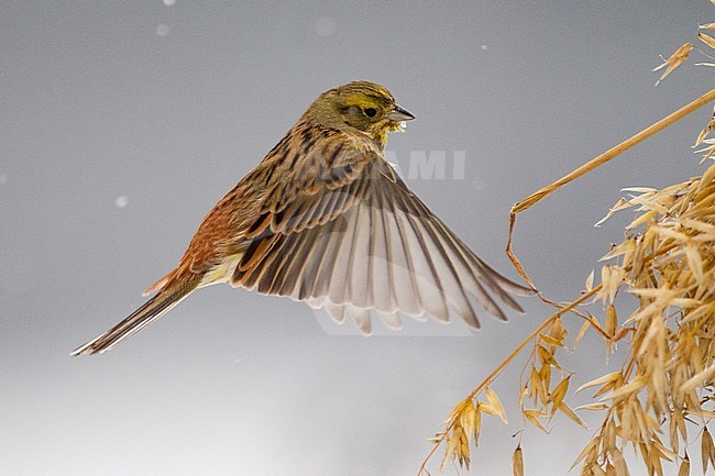 Yellowhammer (Emberiza citrinella) in flight during winter in Finland. Hovering in mid air before a stack of wheat left out for feeding the wintering buntings and finches. stock-image by Agami/Arto Juvonen,