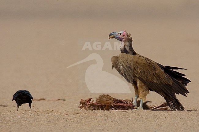 Volwassen Oorgier etend van kadaver; Adult Lappet-faced Vulture eating from dead animal stock-image by Agami/Daniele Occhiato,