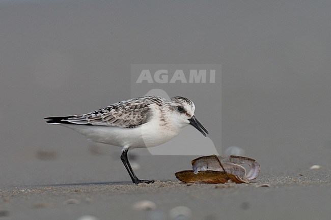 Drieteenstrandloper foeragerend op Amerikaanse zwaardschede; Sanderling feeding on American Jack knife clam stock-image by Agami/Arnold Meijer,