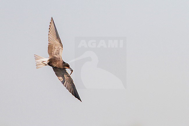 Zwarte Stern in vlucht met vis; Black Tern in flight with fish stock-image by Agami/Menno van Duijn,