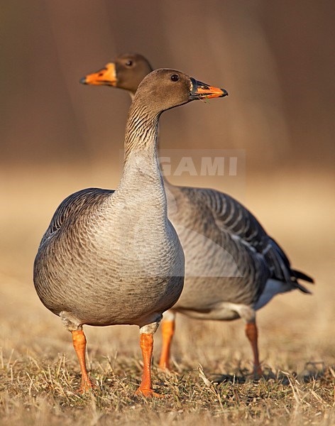 Taiga Rietgans in een veld; Taiga Bean Goose in a field stock-image by Agami/Markus Varesvuo,