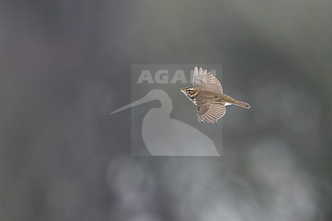 Redwing (Turdus iliacus iliacus) in flight at Rudersdal, Denmark stock-image by Agami/Helge Sorensen,