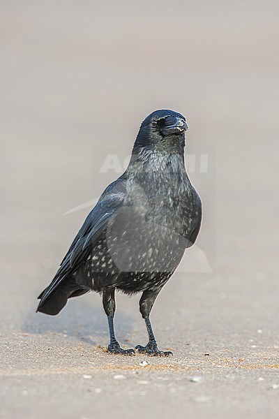 Zwatte Kraai staand op het strand; Carrion Crow standing at the beach stock-image by Agami/Menno van Duijn,