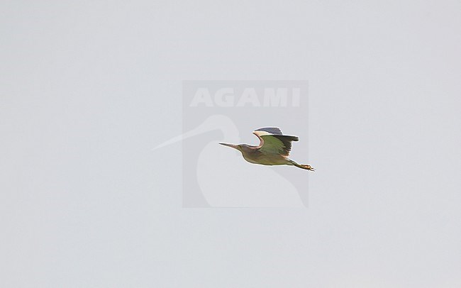 Yellow Bittern (Ixobrychus sinensis) in flight agianst a blue sky at Petchaburi, Thailand stock-image by Agami/Helge Sorensen,