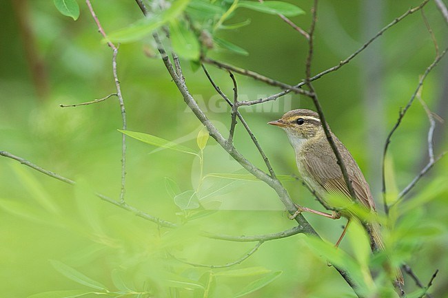 Radde's Warbler,  Phylloscopus schwarzi, Russia, adult stock-image by Agami/Ralph Martin,