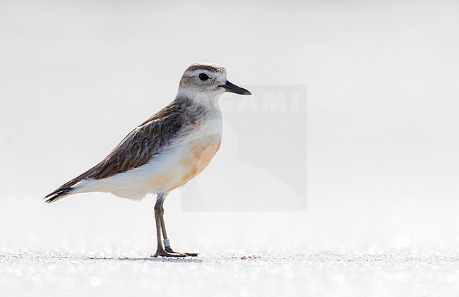 New Zealand Dotterel (Charadrius obscurus) at the coast of North Island, New Zealand. Standing on a sandy beach with backlight. stock-image by Agami/Marc Guyt,