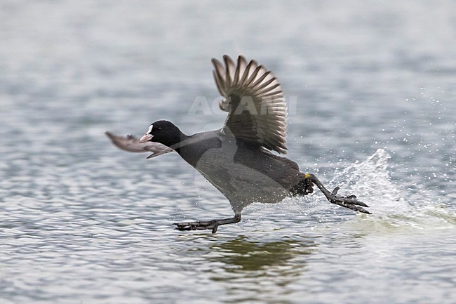 Meerkoet rennend over het water; Eurasian Coot running over water stock-image by Agami/Daniele Occhiato,