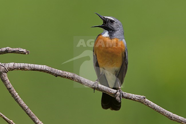 Perzische Roodborst zingend op tak; White-throated Robin singing on branch stock-image by Agami/Daniele Occhiato,