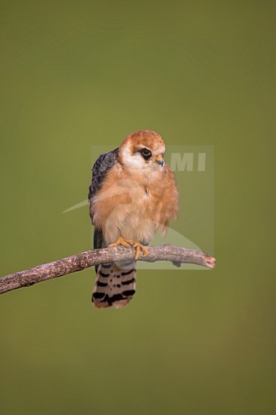 Roodpootvalk vrouw zittend op een tak; Red-footed Falcon female perched on a branch stock-image by Agami/Marc Guyt,