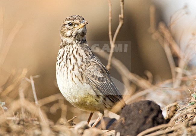 Grootsnavelleeuwerik, Large-billed Lark, Galerida magnirostris stock-image by Agami/Marc Guyt,