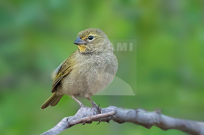 Adult female
Nuevo Leon, Mexico
May 2022 stock-image by Agami/Brian E Small,