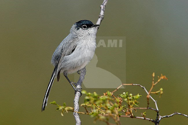 Adult male breeding
Pima Co., AZ
April 2006 stock-image by Agami/Brian E Small,