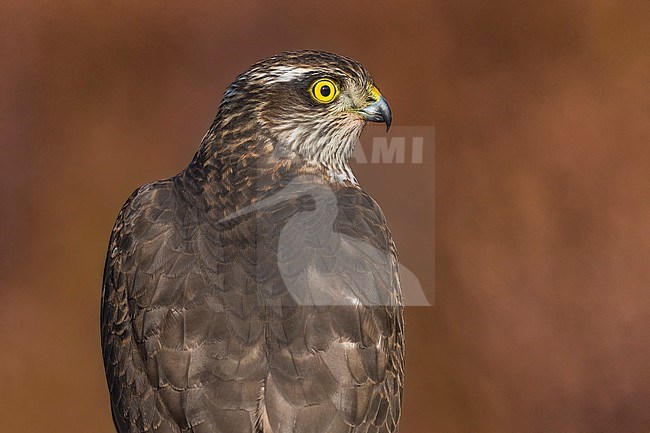 Eurasian Sparrowhawk (Accipiter nisus) female close-up stock-image by Agami/Daniele Occhiato,