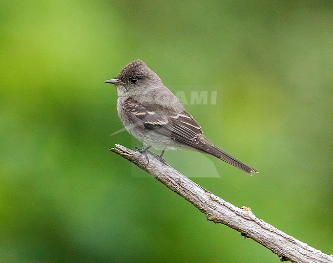 1st winter Eastern Wood-Pewee perched on a branch as the first for Western Palearctic. stock-image by Agami/Vincent Legrand,