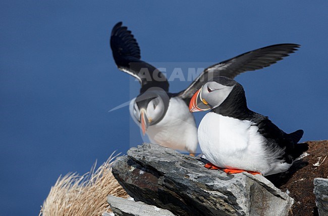 Gropeje vechtende Papegaaiduikers; Group of fighting Atlantic Puffins stock-image by Agami/Markus Varesvuo,