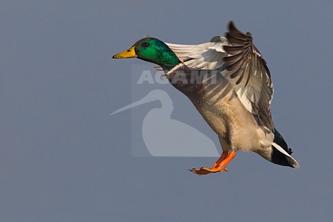 Wilde Eend, Mallard stock-image by Agami/Daniele Occhiato,